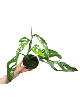 Monstera Adansonii Indonesian Marble